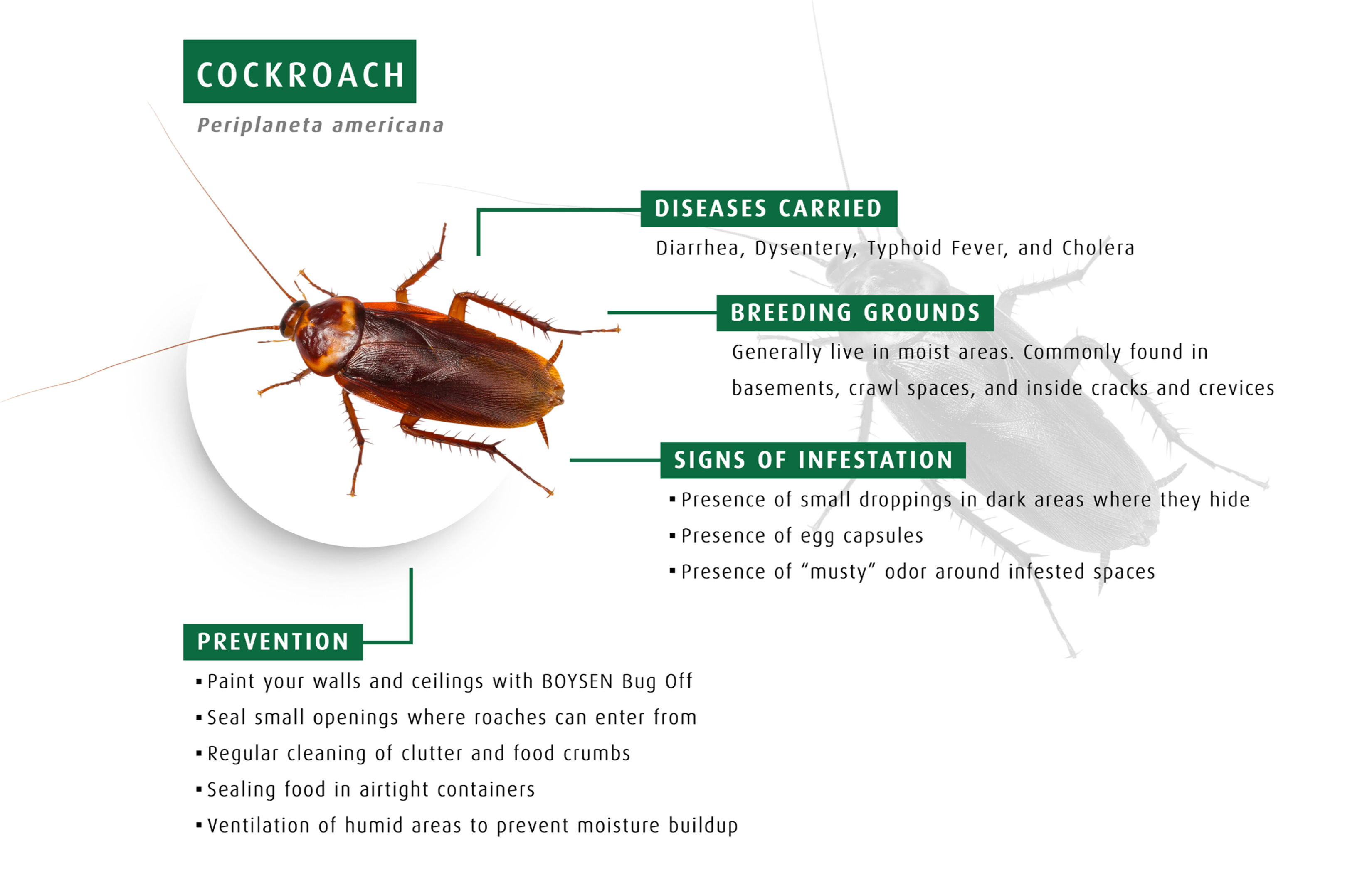 Cockroach